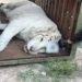 FGR asegura tres tigres de Bengala y 32 equinos durante cateo en Durango