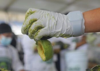 Jalisco establece un Récord Guinness del guacamole más grande del mundo