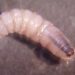 Texas declara emergencia para contener la propagación de la mosca del gusano barrenador