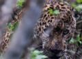 Autoridades ambientales de Tamaulipas rescatan, rehabilitan y liberan a un jaguar