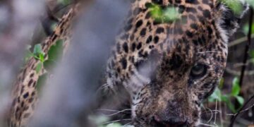 Autoridades ambientales de Tamaulipas rescatan, rehabilitan y liberan a un jaguar