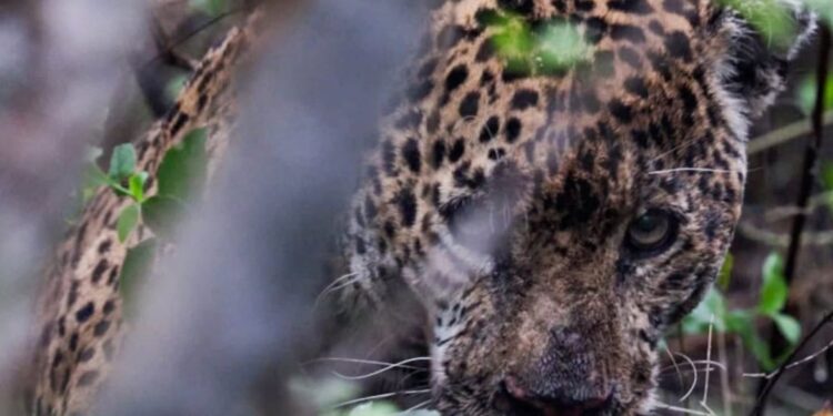Autoridades ambientales de Tamaulipas rescatan, rehabilitan y liberan a un jaguar