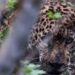 Autoridades ambientales de Tamaulipas rescatan, rehabilitan y liberan a un jaguar