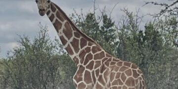 Si encuentras a esta jirafa, puedes ganar 5 mil dólares