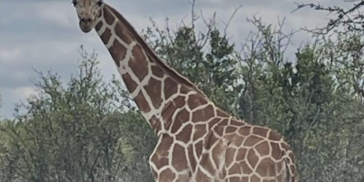Si encuentras a esta jirafa, puedes ganar 5 mil dólares