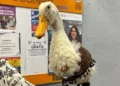 Invitará Sheinbaum a mañanera al pato ‘Merlín’
