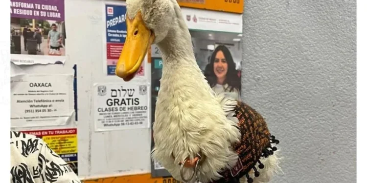 Invitará Sheinbaum a mañanera al pato ‘Merlín’