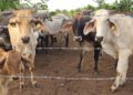 México y EE.UU. suspenden intercambio de animales vivos por gusano barrenador del ganado