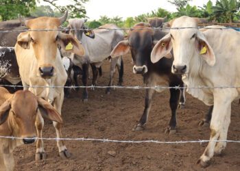 México y EE.UU. suspenden intercambio de animales vivos por gusano barrenador del ganado