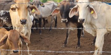 México y EE.UU. suspenden intercambio de animales vivos por gusano barrenador del ganado