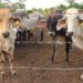 México y EE.UU. suspenden intercambio de animales vivos por gusano barrenador del ganado