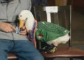 Llega pato ‘Merlín’ a la mañanera