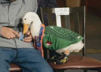 Llega pato ‘Merlín’ a la mañanera