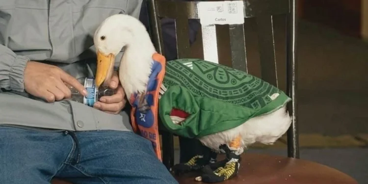 Llega pato ‘Merlín’ a la mañanera