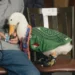Llega pato ‘Merlín’ a la mañanera