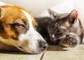 Altas temperaturas ponen en riesgo a perros y gatos en Querétaro
