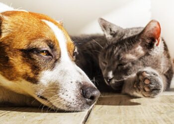 Altas temperaturas ponen en riesgo a perros y gatos en Querétaro