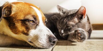 Altas temperaturas ponen en riesgo a perros y gatos en Querétaro