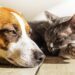 Altas temperaturas ponen en riesgo a perros y gatos en Querétaro