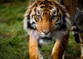 Escapa tigre de reserva en Edomex; piden no intentar capturarlo