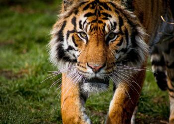 Escapa tigre de reserva en Edomex; piden no intentar capturarlo