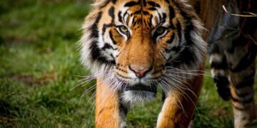 Escapa tigre de reserva en Edomex; piden no intentar capturarlo
