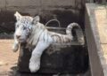Hallan zoológico clandestino en Chalco; aseguran un tigre, león y dos pumas