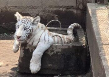 Hallan zoológico clandestino en Chalco; aseguran un tigre, león y dos pumas
