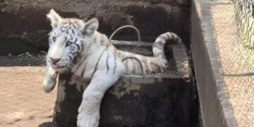 Hallan zoológico clandestino en Chalco; aseguran un tigre, león y dos pumas