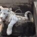Hallan zoológico clandestino en Chalco; aseguran un tigre, león y dos pumas