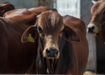 Querétaro reporta 44 casos activos de gusano barrenador