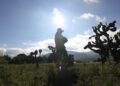SEDEA plantará 22 mil plantas en Huimilpan
