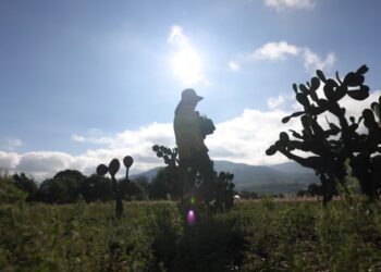 SEDEA plantará 22 mil plantas en Huimilpan