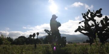 SEDEA plantará 22 mil plantas en Huimilpan