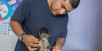IMPA El Marqués resguarda y brinda atención especializada a ejemplar de mono araña
