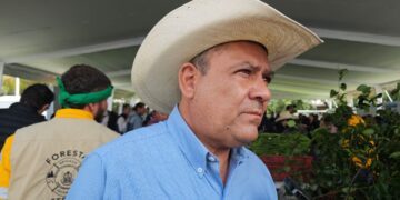 Sedea busca reforestar 500 mil árboles en 2026
