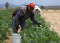 Agricultores alertan por crisis en campo ante la revisión anual del T-MEC