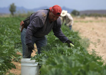 Agricultores alertan por crisis en campo ante la revisión anual del T-MEC