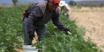 Agricultores alertan por crisis en campo ante la revisión anual del T-MEC