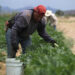 Agricultores alertan por crisis en campo ante la revisión anual del T-MEC