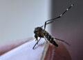 Aumentan casos de dengue en el país; suman 7 muertes