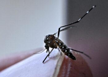 Aumentan casos de dengue en el país; suman 7 muertes