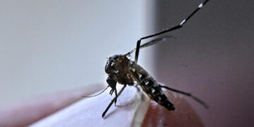 Aumentan casos de dengue en el país; suman 7 muertes