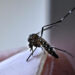 Aumentan casos de dengue en el país; suman 7 muertes