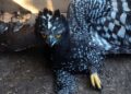 Detectan por primera vez un águila tirana en la Sierra Gorda de Querétaro