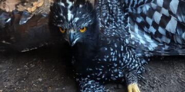 Detectan por primera vez un águila tirana en la Sierra Gorda de Querétaro