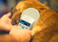 Reporta Bienestar Animal más de 8 mil microchips implantados en mascotas