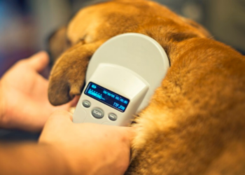 Reporta Bienestar Animal más de 8 mil microchips implantados en mascotas