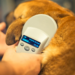 Reporta Bienestar Animal más de 8 mil microchips implantados en mascotas