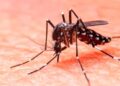 Expertos piden a México incorporar vacuna contra el dengue ante riesgo de nuevas epidemias